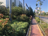 【基層動態(tài)】全員參與，打響綠植抗旱保衛(wèi)戰(zhàn)